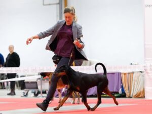 hodowla dobermanów tira vento w kielcach