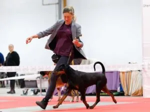hodowla dobermanów tira vento w kielcach