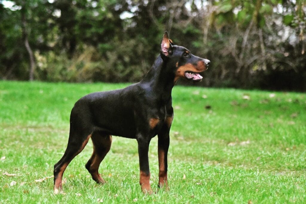 Dobermann kupiert vs natur