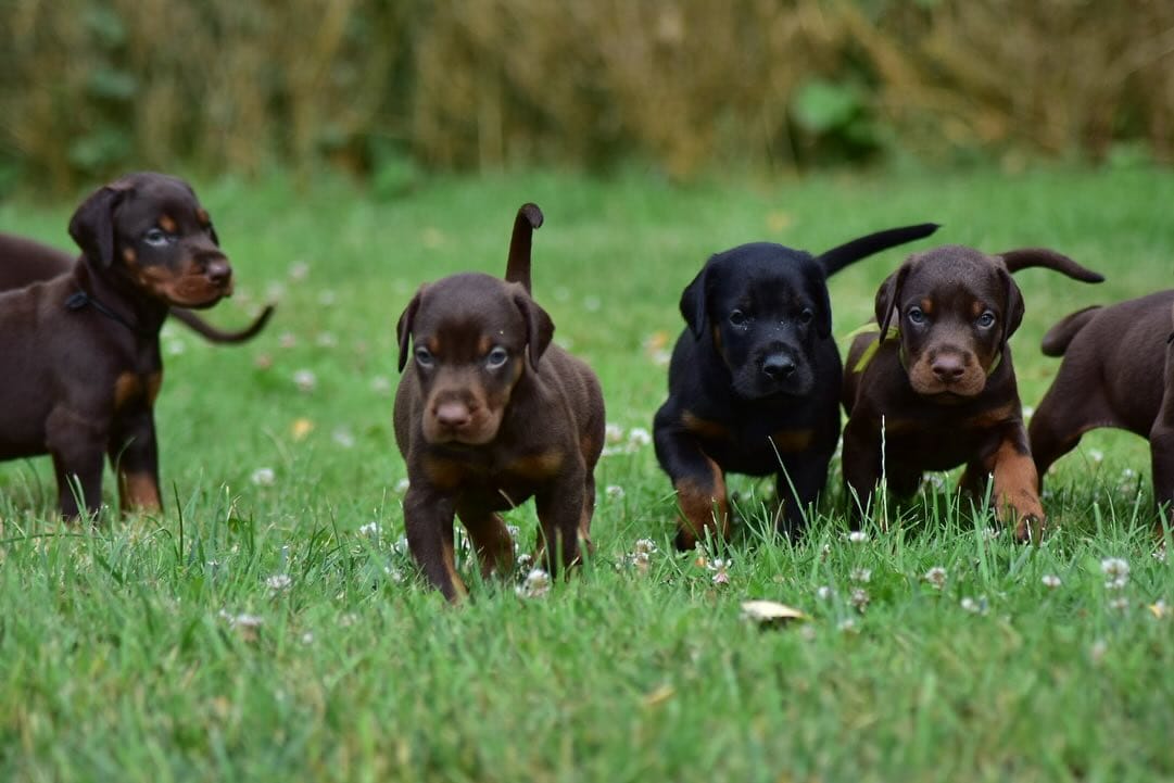 dobermann welpen kupiert