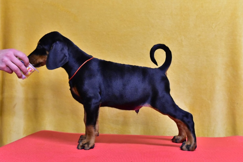 dobermann kaufen