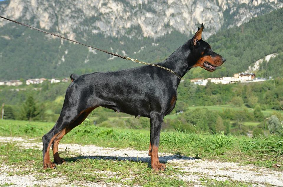 dobermann aus polen