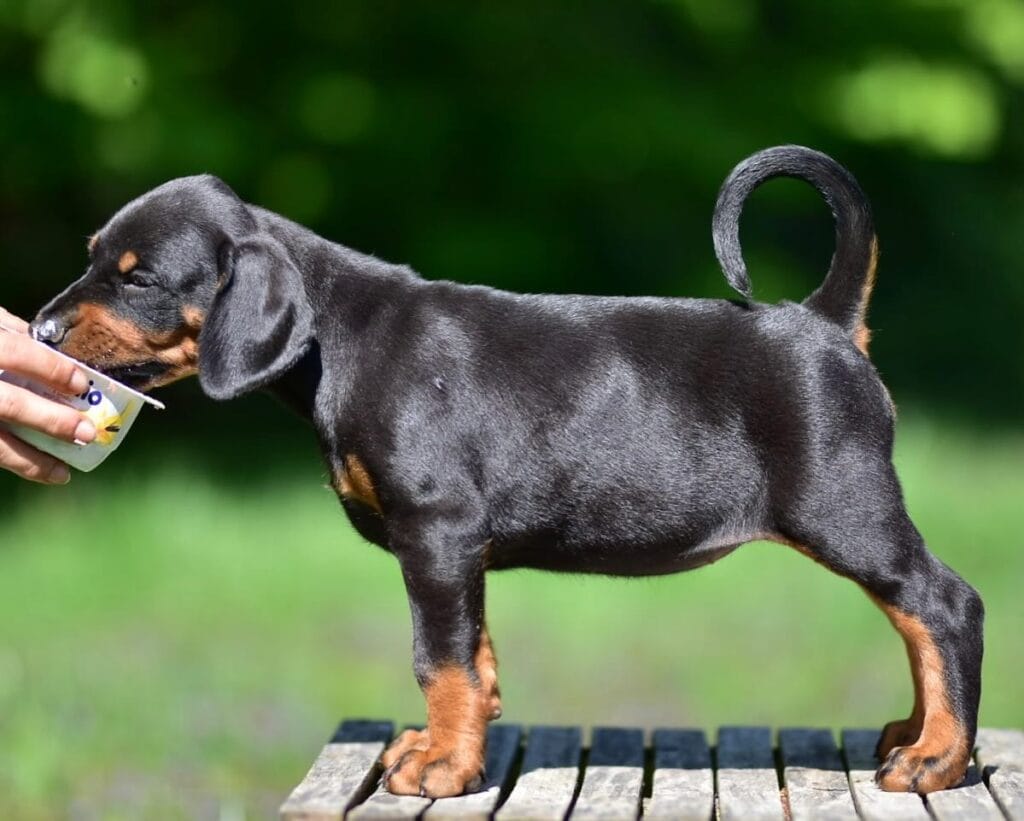 dobermann kupiert preis