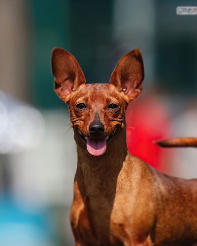 fifi4